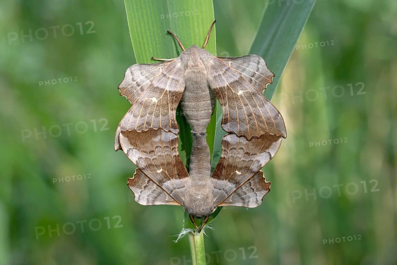 Poplar Hawk-moth (Laothoe populi)