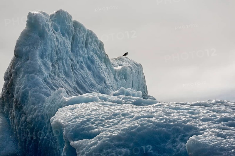 Gull on iceberg