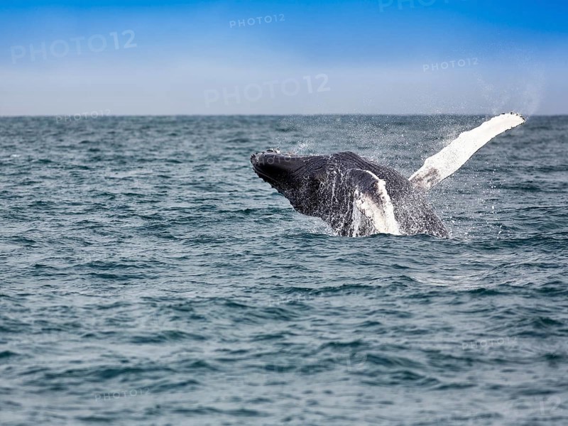 Jumping Humpback whale (Megaptera novaeangliae)