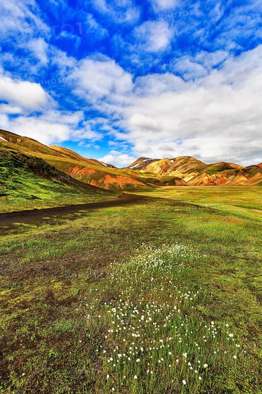Swampy meadow with wool grass in the valley