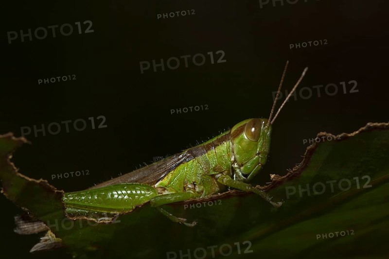 Slant-faced grasshopper (Gomphocerinae) sits on pitted leaf