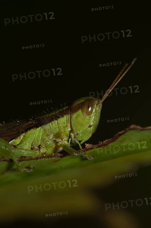 Slant-faced grasshopper (Gomphocerinae) sits on pitted leaf