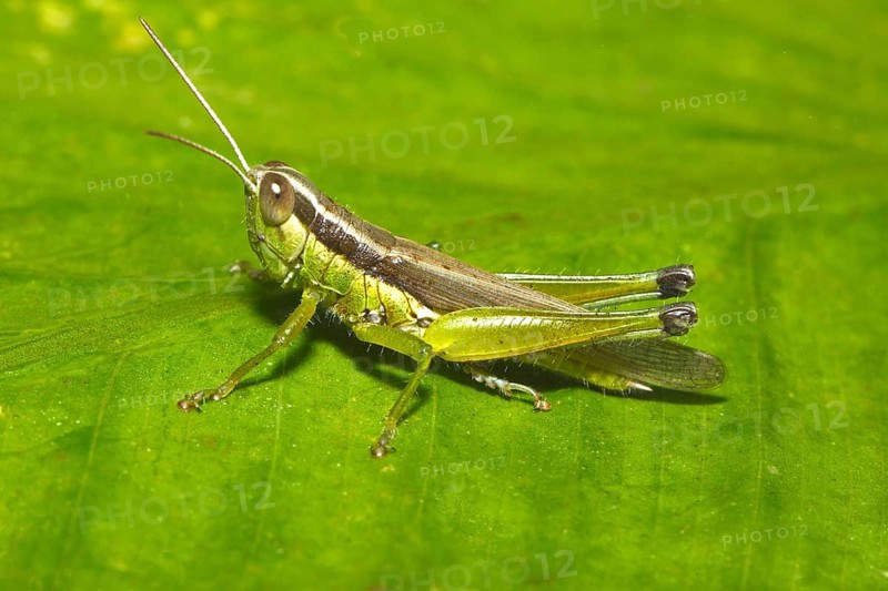 Slant-faced grasshopper (Gomphocerinae) on a green leaf