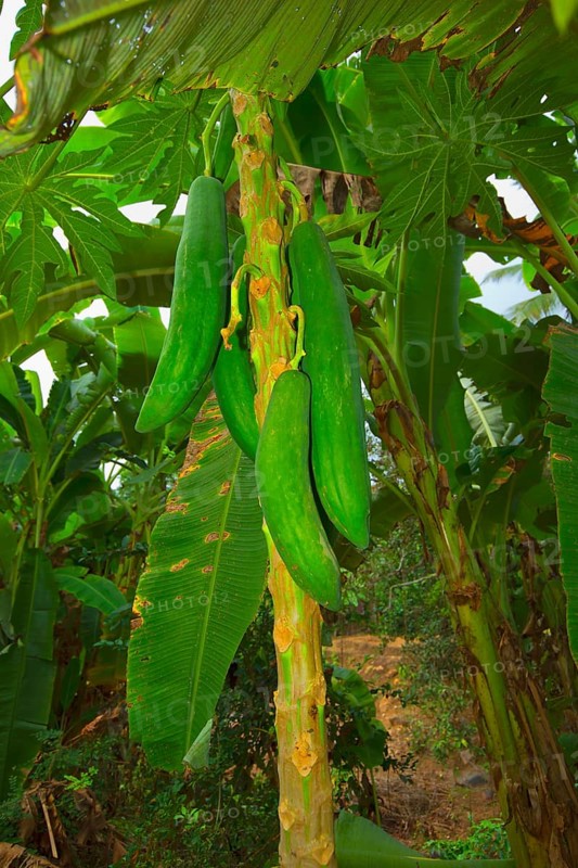 Long green Papaya (Carica papaya) at tree