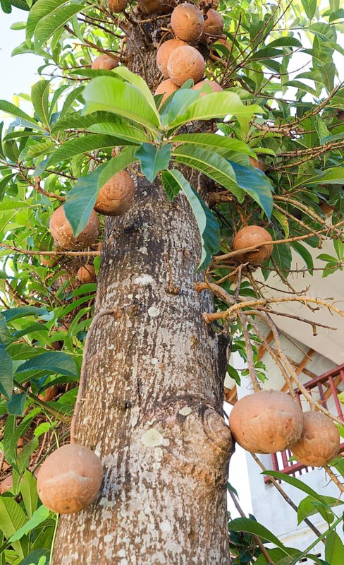 Cannonball Tree (Couroupita guianensis) with fruits