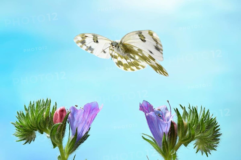 Eastern Bath White (Pontia edusa) in flight on common viper's head (Echium vulgare)