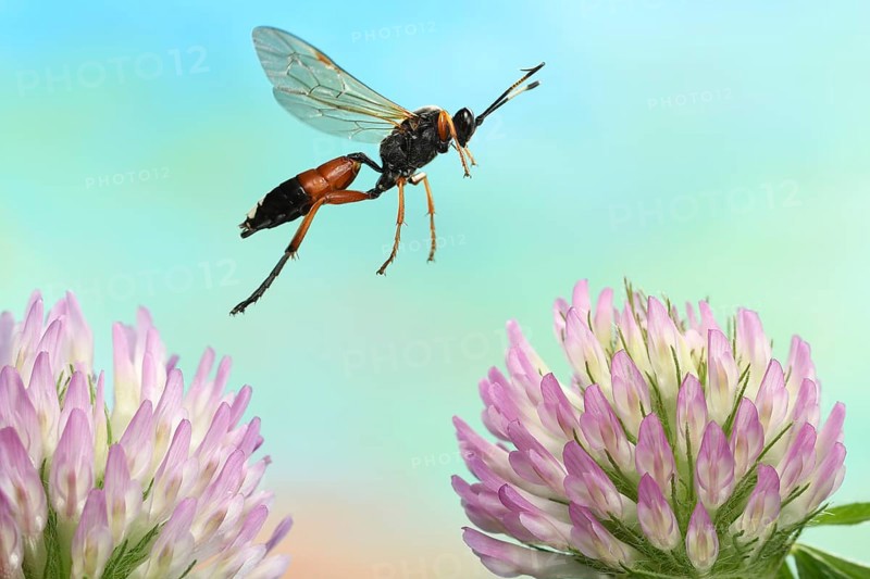 Slip wasp (Ichneumon sramentarius) in flight on flowers of red clover (Trifolium pratense)