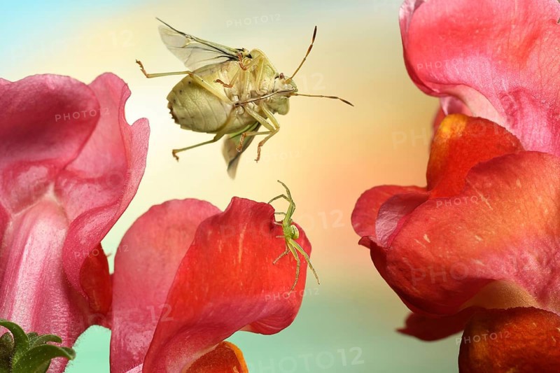 Green shield bug (Palomena prasina) in flight on lion's mouth on which a Diaea dorsata (Diaea dorsata) sits
