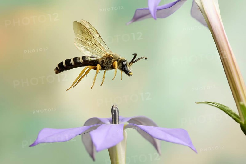 Sweat Bee (Halictus scabiosae) in flight at the flower of a Phlox (Phlox)