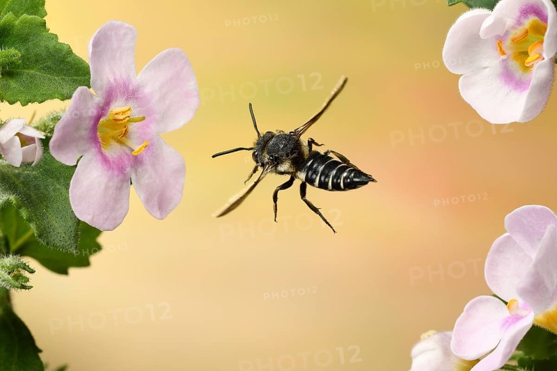 Leaf-cutting cuckoo bee (Coelioxys inermis)