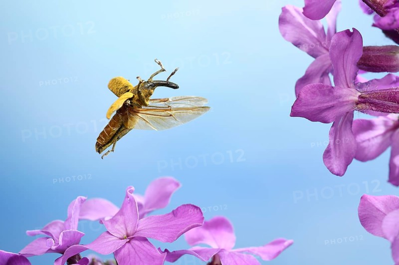 Lixus pulverulentus (Lixus angustatus) in flight on lilac flowers (Syringa vulgaris)