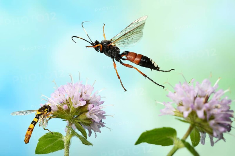Slip wasp (Ichneumon sramentarius) in flight on the flower of a Water mint (Mentha aquatica) on which a Long hoverfly (Sphaerophoria scripta) is sitting