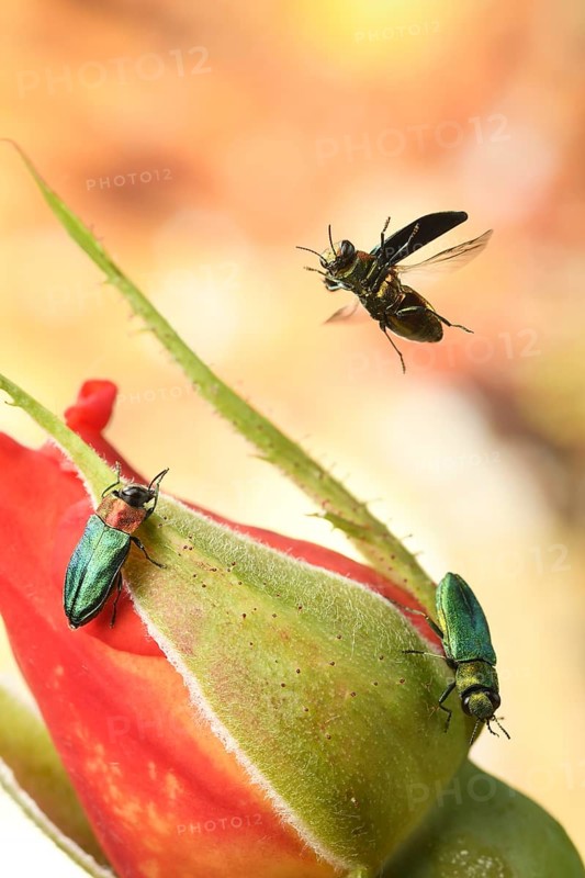 Anthaxia nitidula (Anthaxia nitidula) in flight on a rosebud