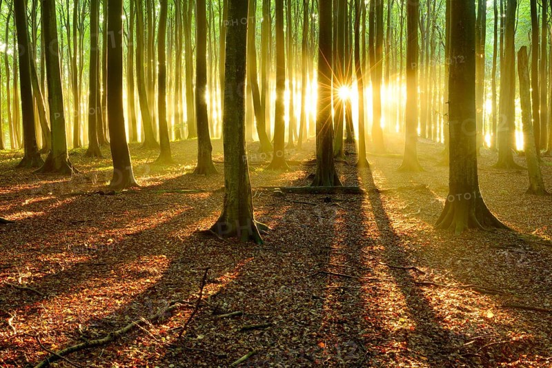 Sun shines brightly through natural beech forest (Fagus sp.)