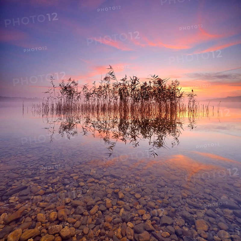 Reeds reflected in the Lake Geiseltalsee at sunrise
