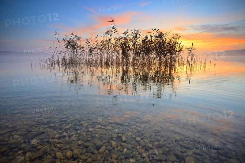 Reeds reflected in the Lake Geiseltalsee at sunrise