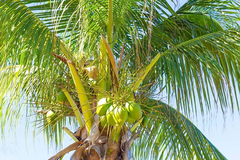 Coconut palm (Cocos nucifera) with green coconuts