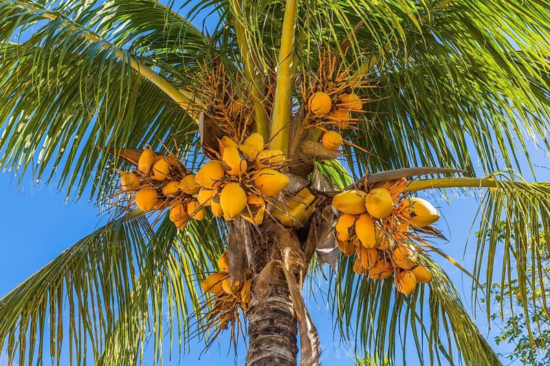 Coconut palm (Cocos nucifera) with ripe coconuts