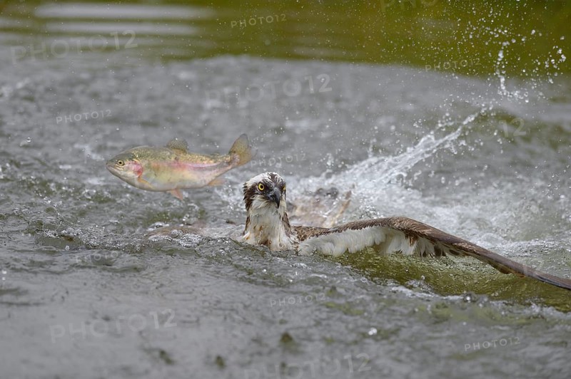 Osprey (Pandion haliaetus)