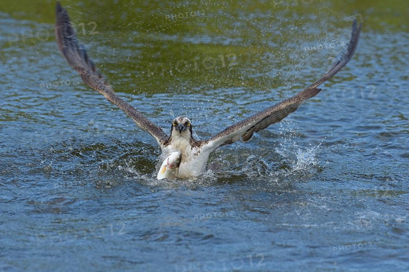 Osprey (Pandion haliaetus)