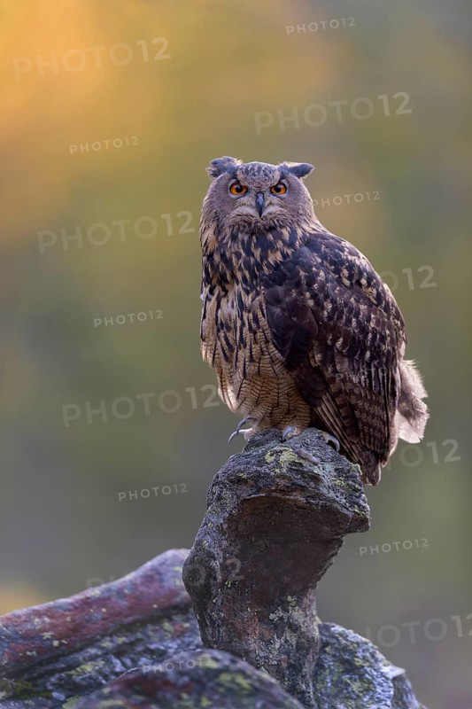 Eurasian eagle-owl (Bubo bubo)