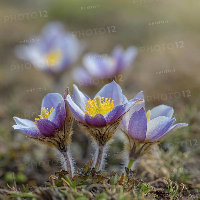 Spring pasque flower (Pulsatilla vernalis)