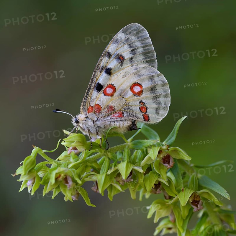 Apollo (Parnassius apollo)