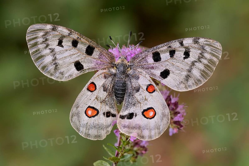 Apollo (Parnassius apollo)