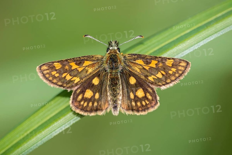 Checkered skipper (Carterocephalus palaemon) on blade of grass