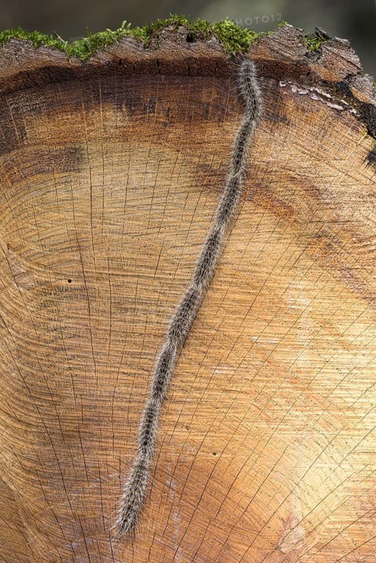 Oak processionary (Thaumetopoea processionea)