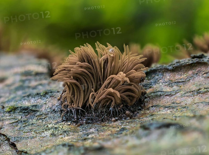 Stemonitis axifera (Stemonitis axifera)