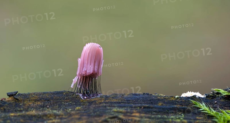 Slime mold (Stemonitis axifera)