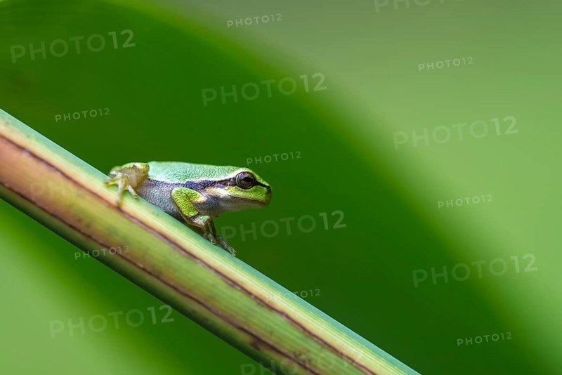 Young European tree frog (Hyla arborea) on a reed stalk