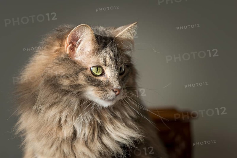 Norwegian Forest cat