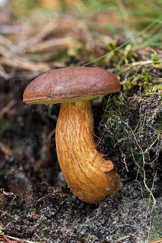 Bay bolete (Imleria badia)