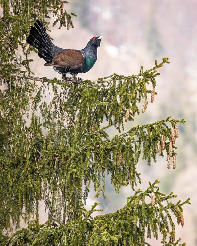 Western capercaillie (Tetrao urogallus) is performing courtship display in a Spruce (Picea)