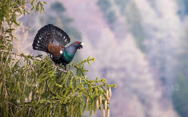 Western capercaillie (Tetrao urogallus) is performing courtship display in a Spruce (Picea)