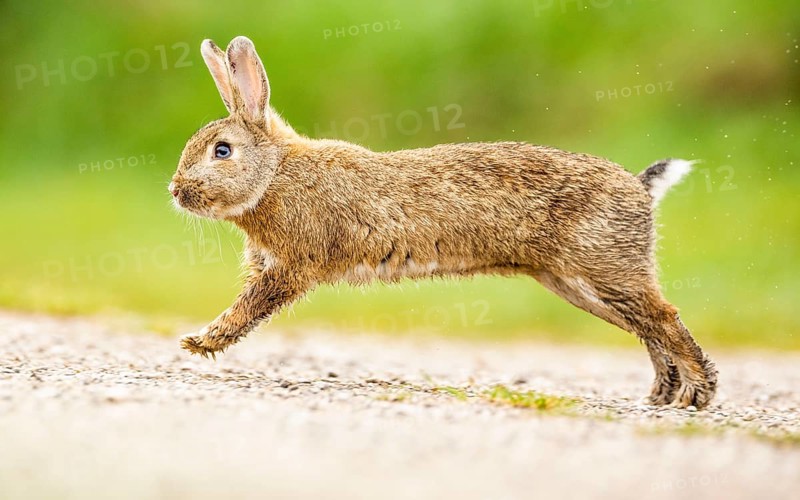 European rabbit (Oryctolagus cuniculus) hopping over a path