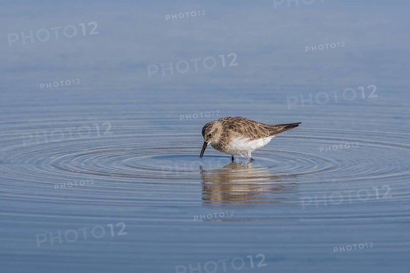 Baird's sandpiper (Calidris Bairdii) standing in shallow water