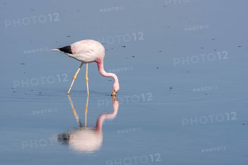 Andean Flamingo (Phoenicoparrus andinus) in water