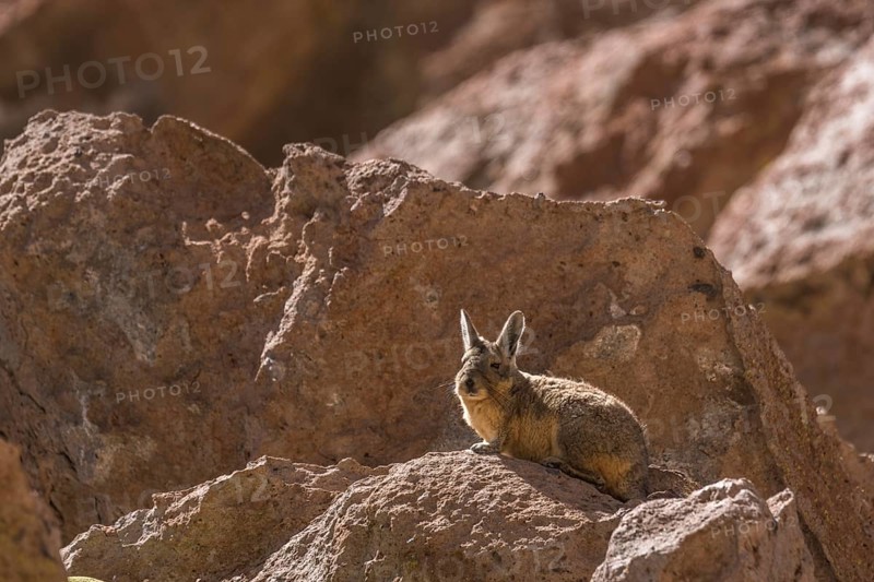 Southern Viscacha (Lagidium viscacia) sits attentively on rocks