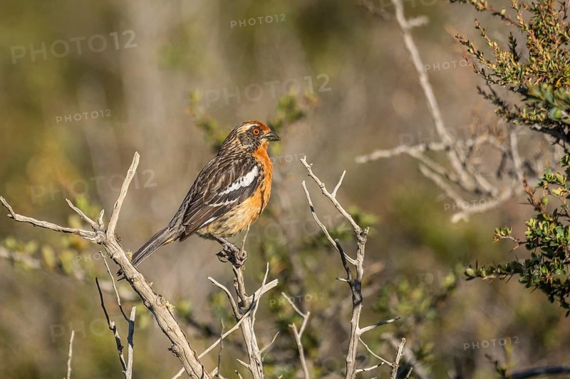 Rufous-tailed Plantcutter (Phytotoma rara)