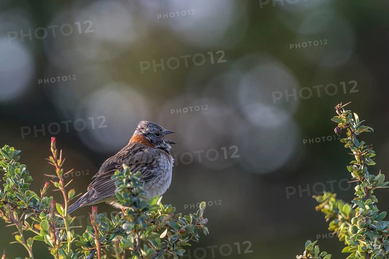 Calling Rufous-collared sparrow (Zonotrichia capensis)