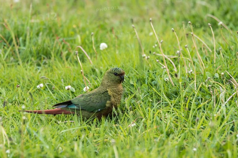 Austral parakeet (Enicognathus ferrugineus)