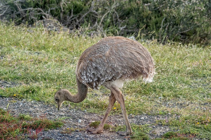 Darwin's rhea (Rhea pennata)