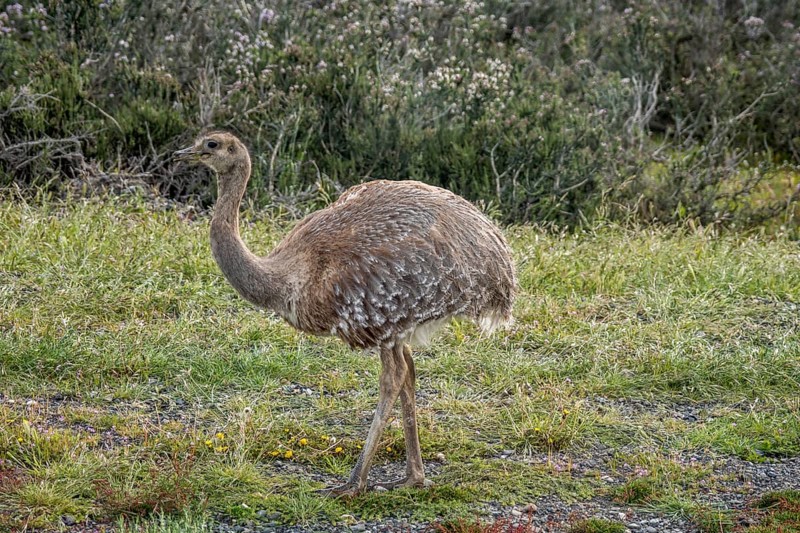 Darwin's rhea (Rhea pennata)