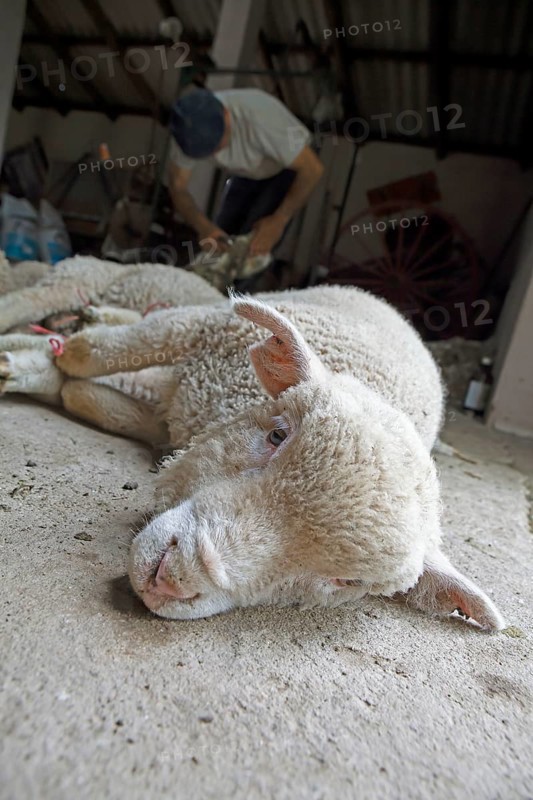 Domestic sheep (Ovis gmelini aries)
