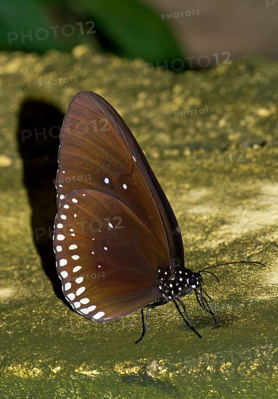 Common Crow (Euploea core graminifera)