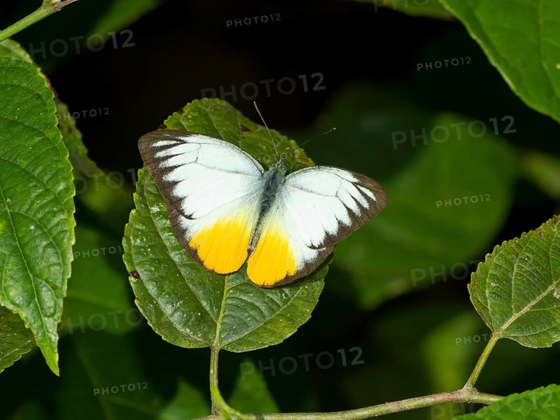 Orange Gull (Cepora aspasia)
