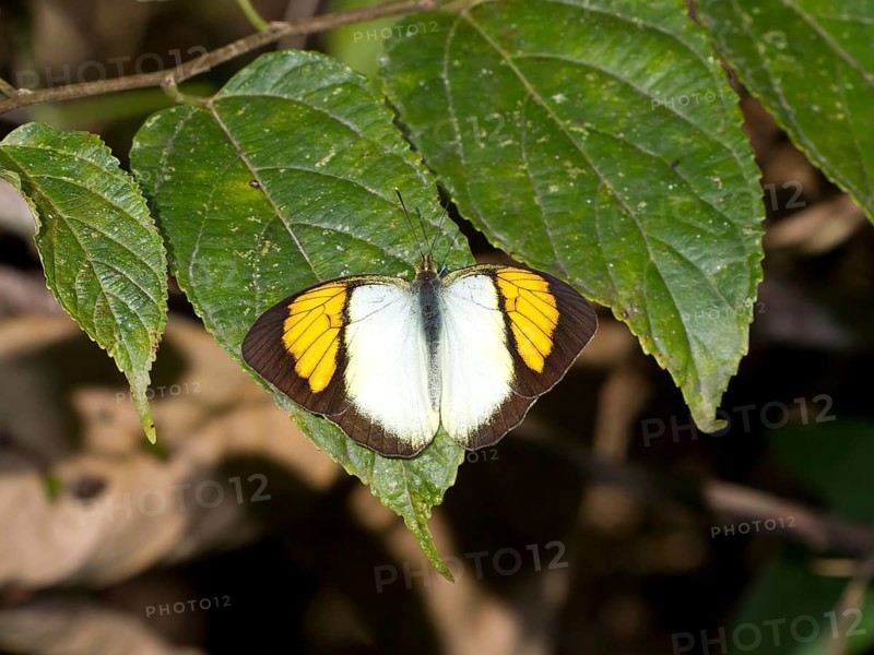 Orange yellow tip (Ixia pyrene)
